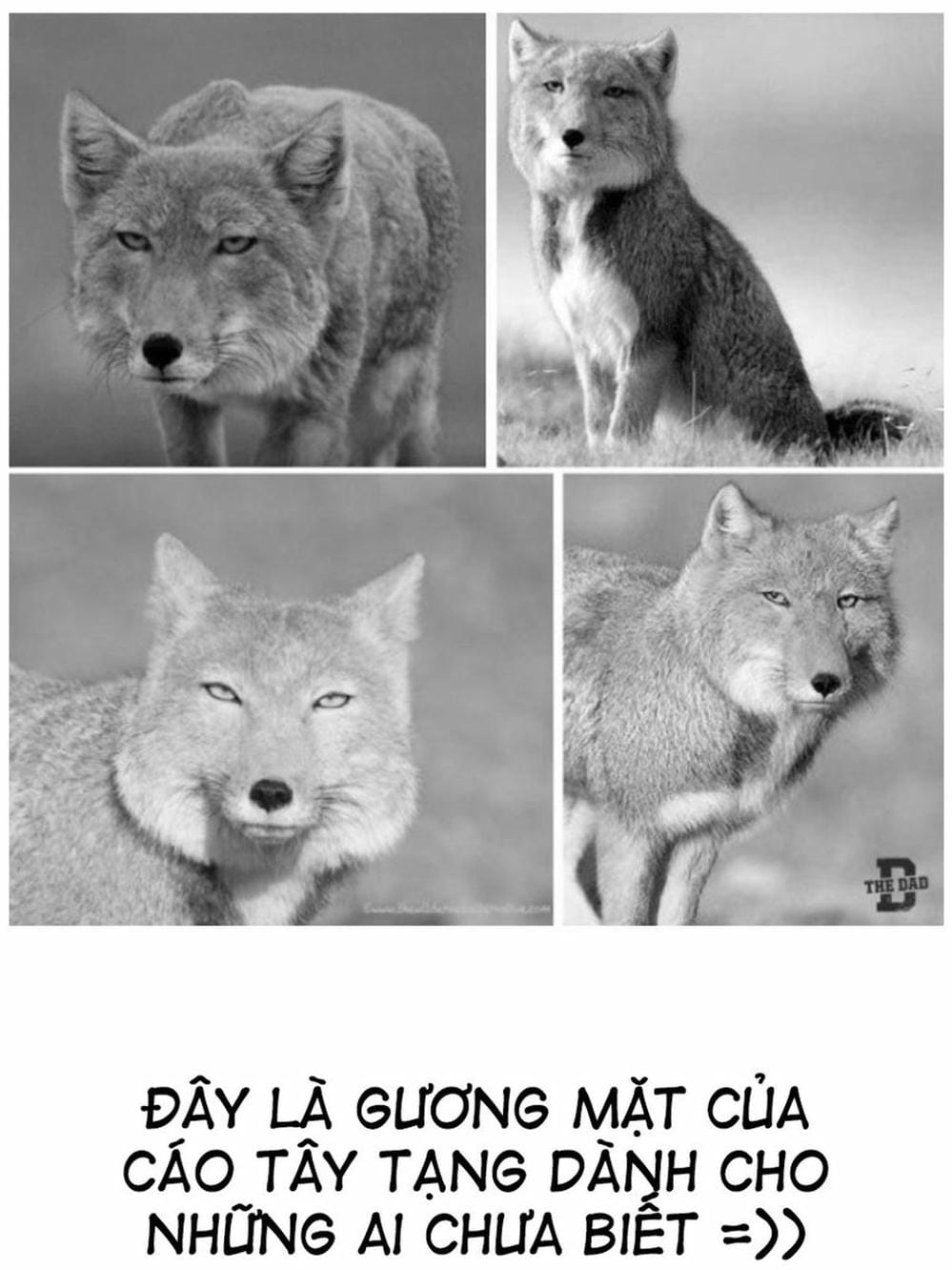 Truyện Tranh Bởi Vì Chúng Ta Đều Là Những Ngôi Sao - Beastars trang 10