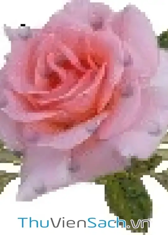 Ảnh bìa sách Đám Cưới Giả