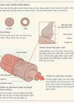 Ảnh Khái Niệm Về Thuốc - Danh Mục Thuốc Gốc