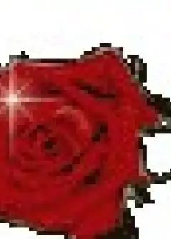 Ảnh Người Vô Tội