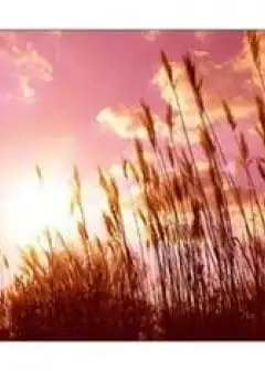 Ảnh Đuổi Theo Vệt Nắng