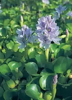 Ảnh Hoa Lục Bình